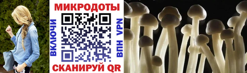 Псилоцибиновые грибы Psilocybe ссылка на мегу Гаврилов Посад